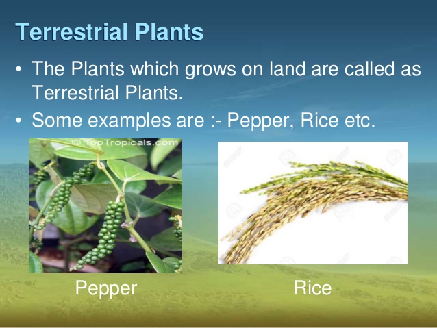terrestrial plants list